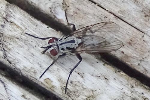 Réf. 267 146 : Eustalomyia hilaris